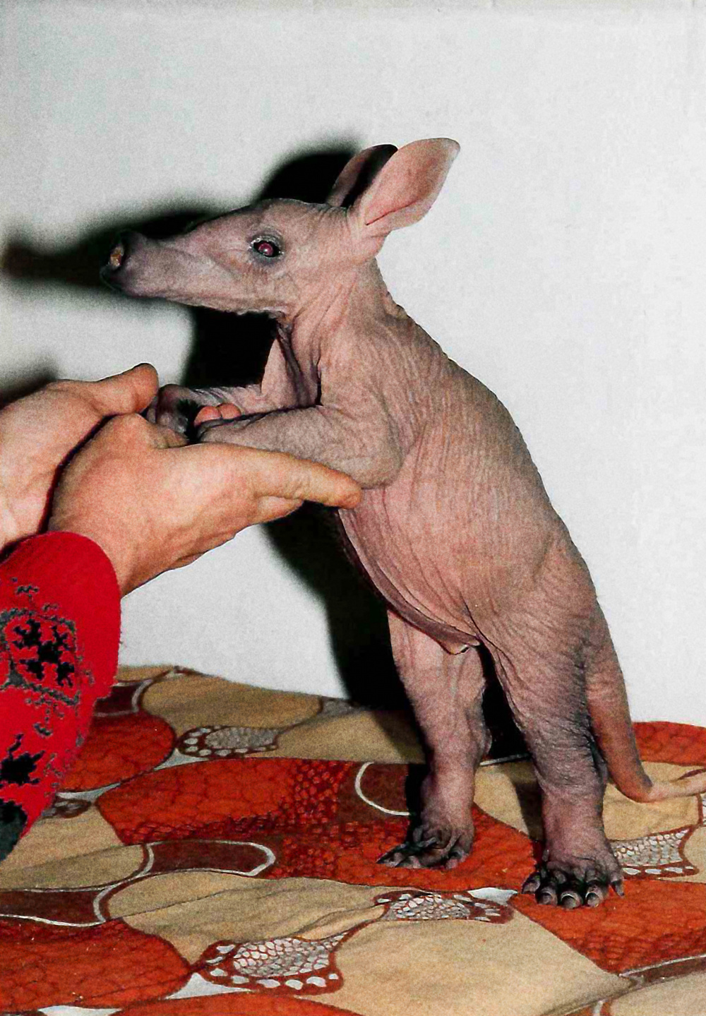 Foto: Archiv Zoo Praha