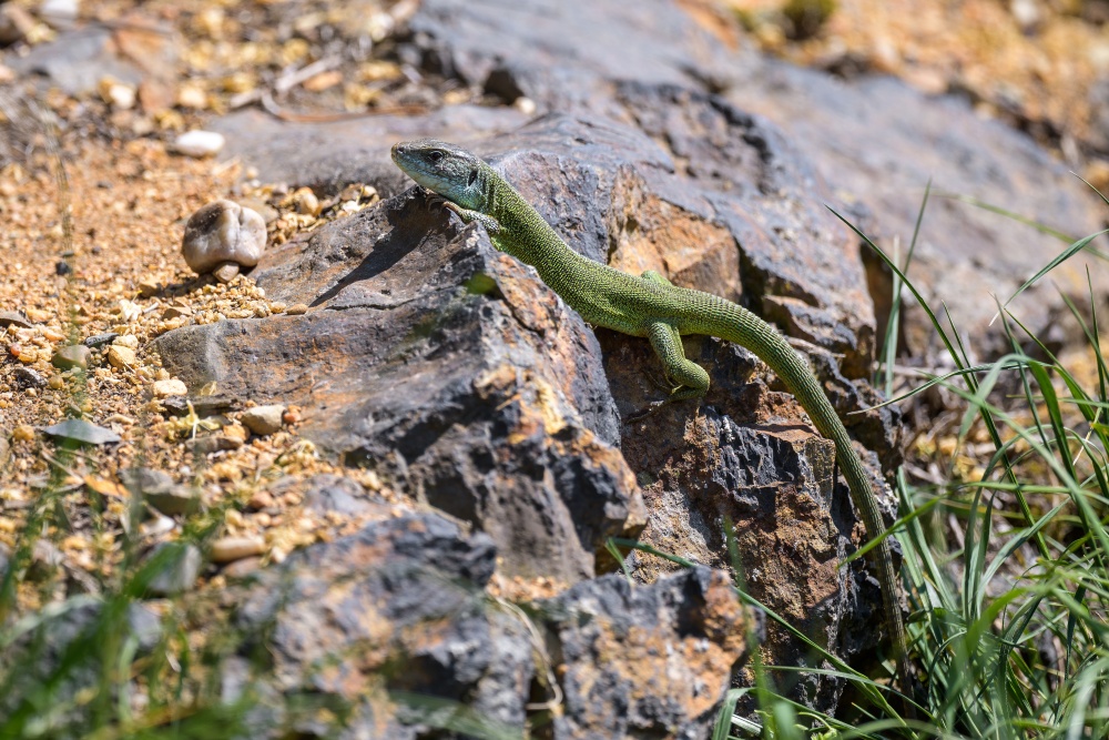 Ještěrky zelené se v zoo rády vyhřívají na pařezech, suchých zídkách i větších kamenech a skalních výchozech. Foto: Petr Hamerník, Zoo Praha