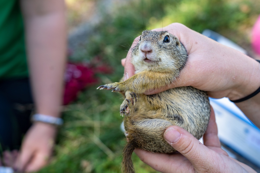 Jeden ze syslů z kolonie pod Sklenářkou při každoročním monitoringu. Foto: Oliver Le Que, Zoo Praha
