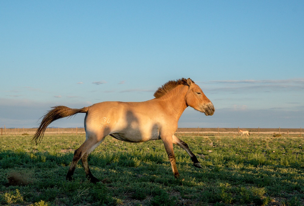 Spina po vypuštění z přepravního boxu. Foto: Jaroslav Šimek