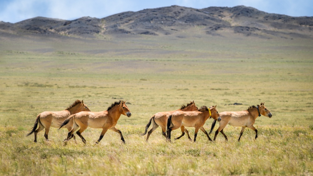 The Przewalski’s horses in Great Gobi B Strictly Protected Area are monitored with the use of GPS collars. Photo: Petr Jan Juračka