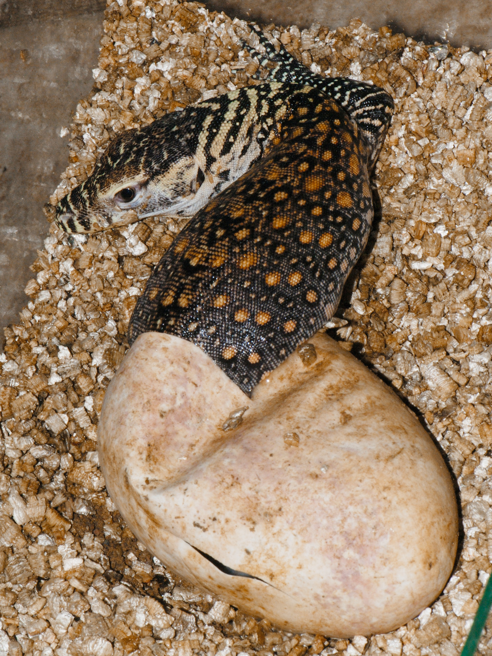 Foto: Archiv Zoo Praha