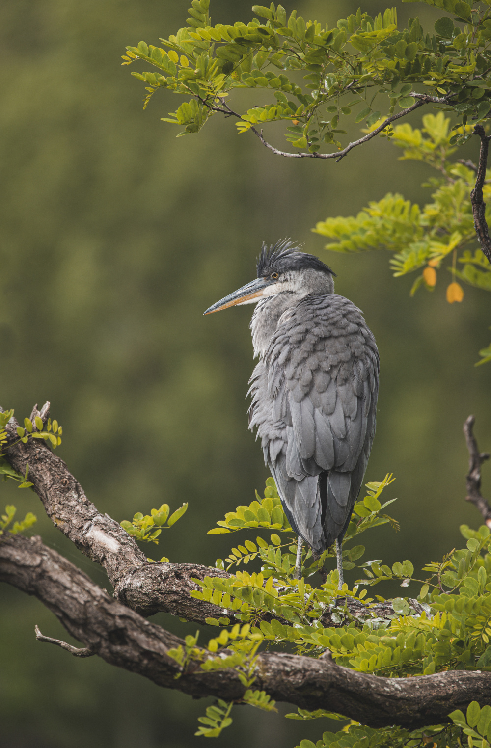 Volavka popelavá, autor: Lukáš Šťastný, kategorie: Fotí dospělí – Příroda v Zoo Praha, ID: 231