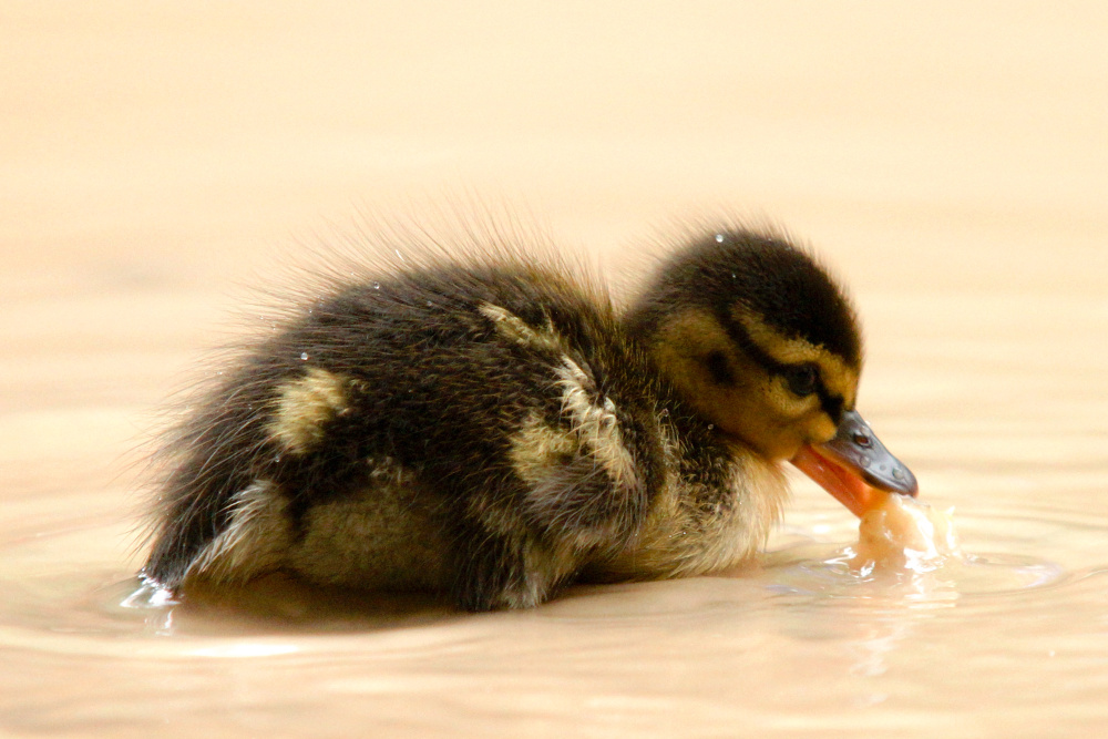 Kachňátko, autor: Martin Valent, kategorie: Fotí dospělí – Příroda v Zoo Praha, ID: 256