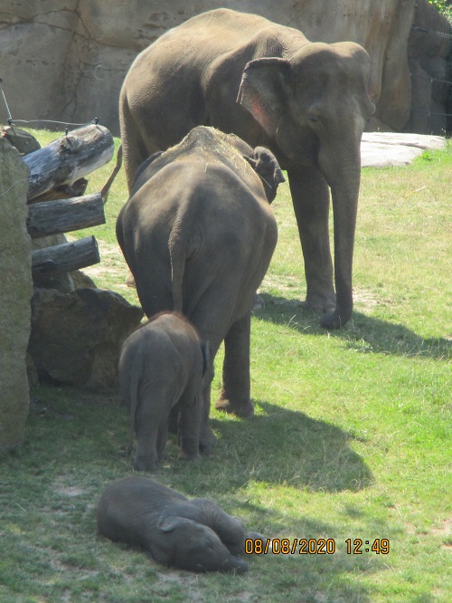 Sloní rodinka, autor: Lucie Pokorná, kategorie: Fotí děti – Sloní princezny, ID: 276
