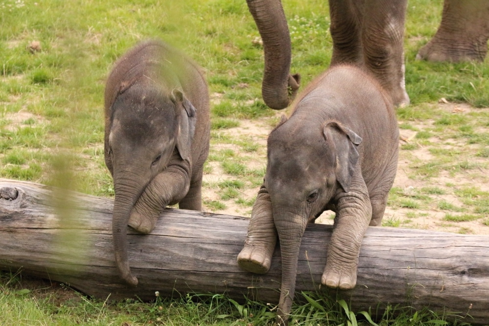 :), autor: Jitka Krásová, kategorie: Fotí dospělí – Sloní princezny, ID: 284