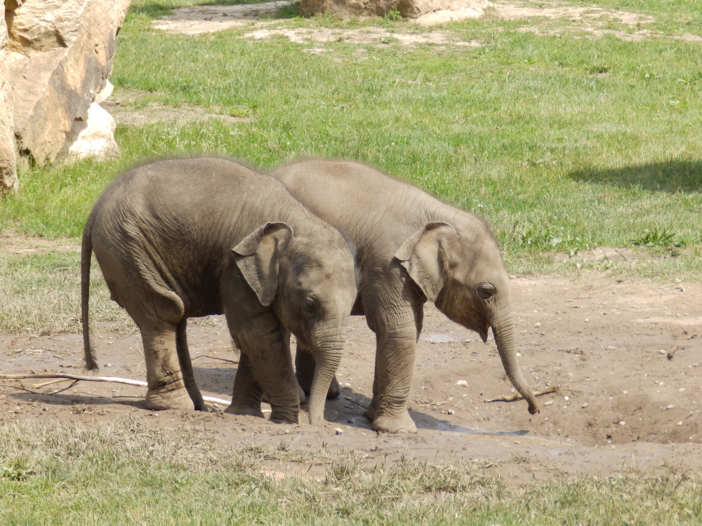 Velké srdcem, malé vzrůstem, autor: Lukáš Mudrák, kategorie: Fotí děti – Sloní princezny, ID: 307