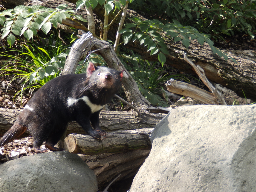 Na procházce výběhem, autor: Kateřina Mudráková, kategorie: Foceno mobilem – Darwinův kráter, ID:312
