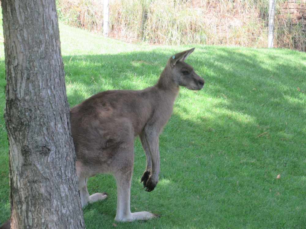 Klokan z Darwinova kráteru, autor: Andrea Olejníková, kategorie: Fotí děti – Darwinův kráter, ID: 344