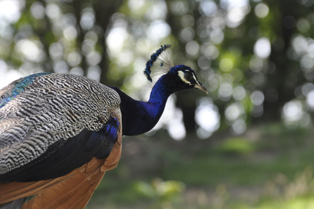 Majestátní páv, autor: Arman Mesbahi, kategorie: Fotí děti – Příroda v Zoo Praha, ID: 393