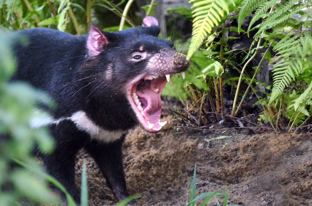 Momentka z výběhu, autor: Jan Tahal, kategorie: Fotí dospělí – Darwinův kráter, ID: 402