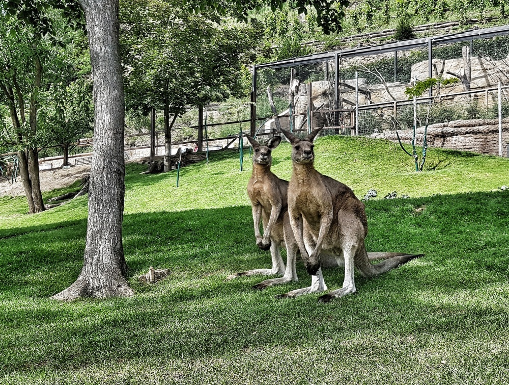 Dvojčata, autor: Helena Machová, kategorie: Foceno mobilem – Darwinův kráter, ID:439
