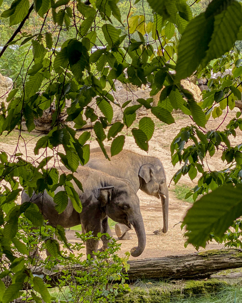 Hlavně nenápadně :), autor: Michaela Paterová, kategorie: Foceno mobilem – Sloní princezny, ID: 450