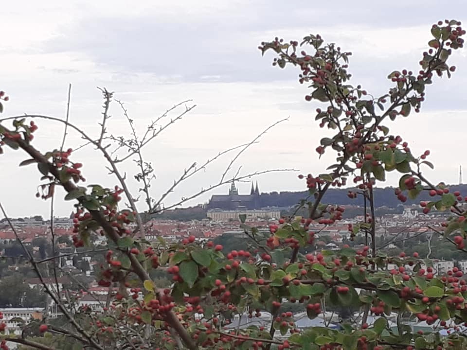 Vyhlídka na Prahu, autor: Jan Vondrák, kategorie: Fotí děti – Příroda v Zoo Praha, ID: 457