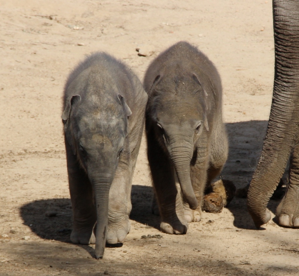 Lakuna a Amalee na vycházce, autor: Lucie Kalivodová, kategorie: Fotí děti – Sloní princezny, ID: 466