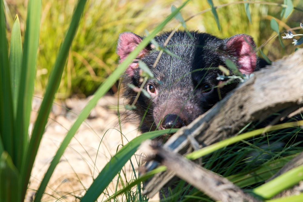 Stydlivý čertík, autor: Adéla Němcová, kategorie: Fotí dospělí – Darwinův kráter, ID: 475