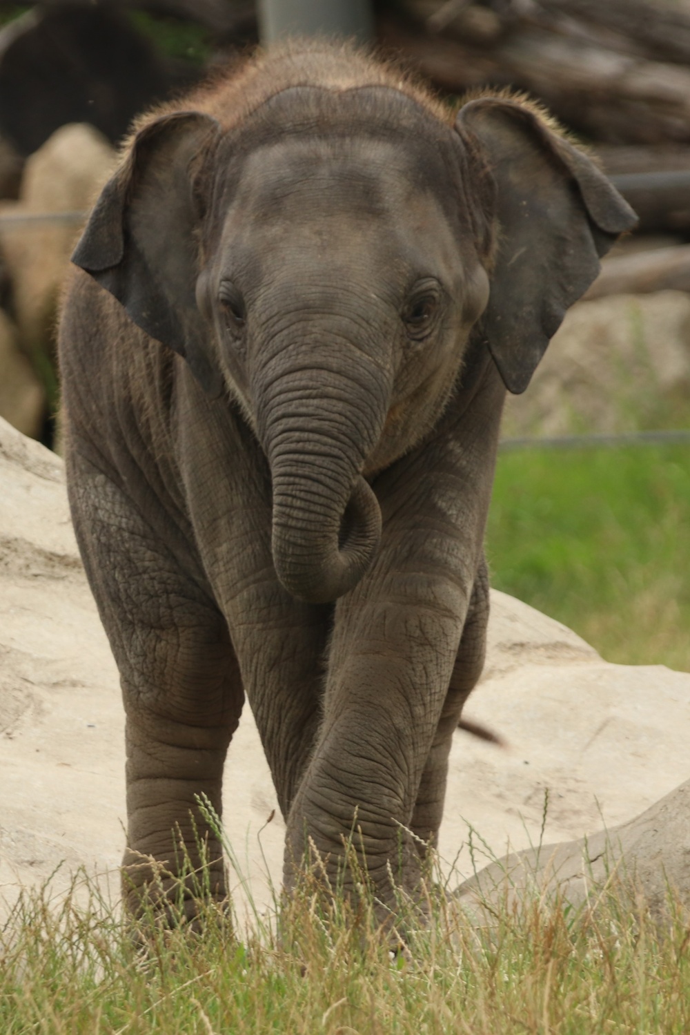 Sloní slečna, autor: Dana Skalická, kategorie: Fotí dospělí – Sloní princezny, ID: 477