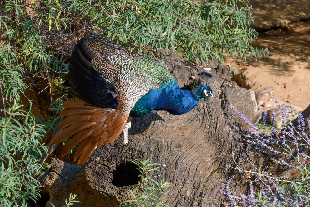 Barevné září v zoo, autor: Elsa Bohatová, kategorie: Fotí děti – Příroda v Zoo Praha, ID: 552
