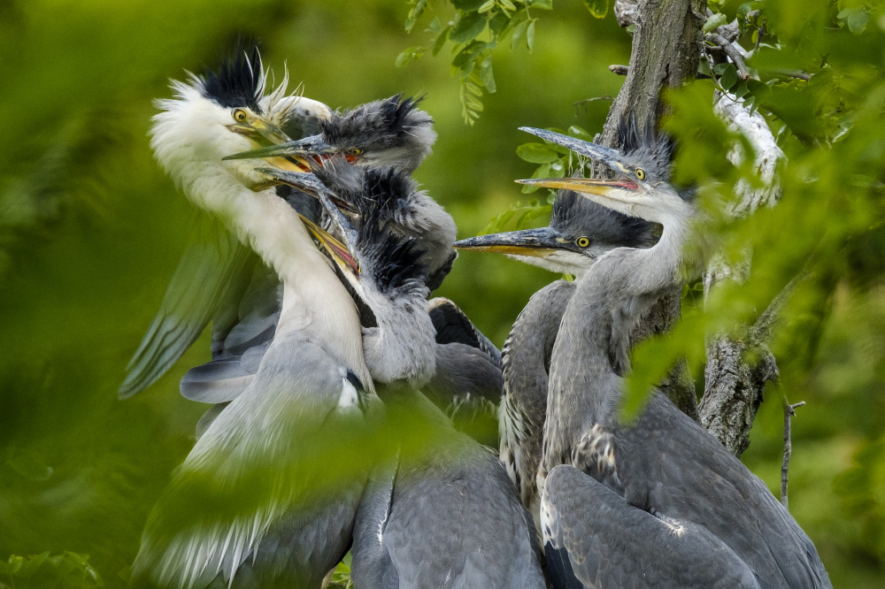 Krmení odrostlých mláďat volavek, autor: Jan Knot, kategorie: Fotí dospělí – Příroda v Zoo Praha, ID: 553