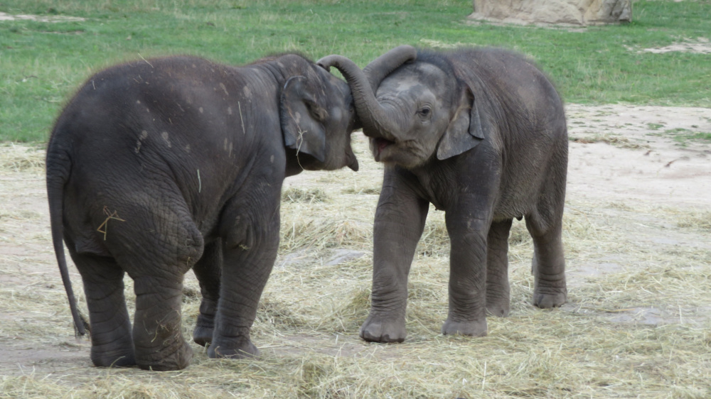 Mazlení, autor: Václav Kurel, kategorie: Foceno mobilem – Sloní princezny, ID: 624