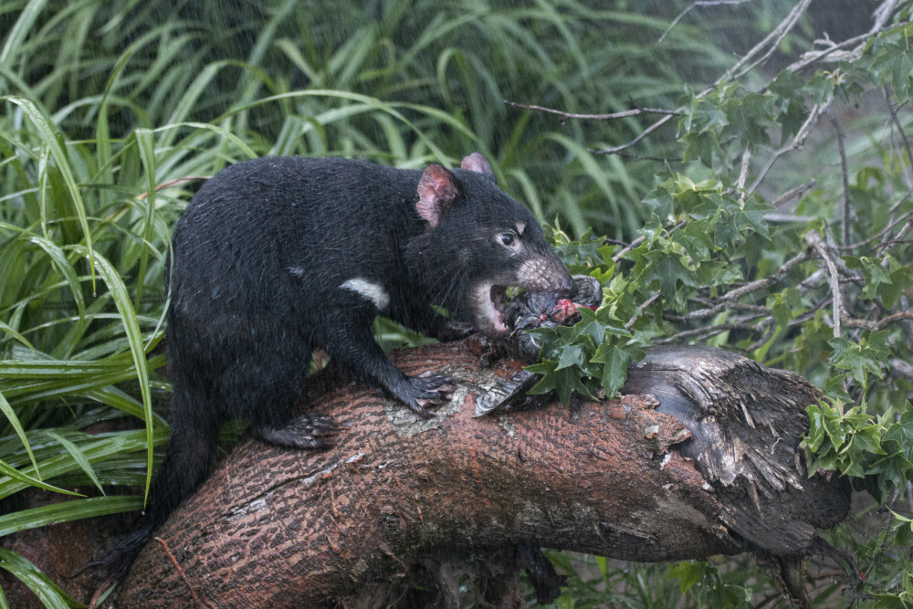Pozdní večeře v mlžném oparu, autor: Kateřina Jíšová, kategorie: Fotí dospělí – Darwinův kráter, ID: 625