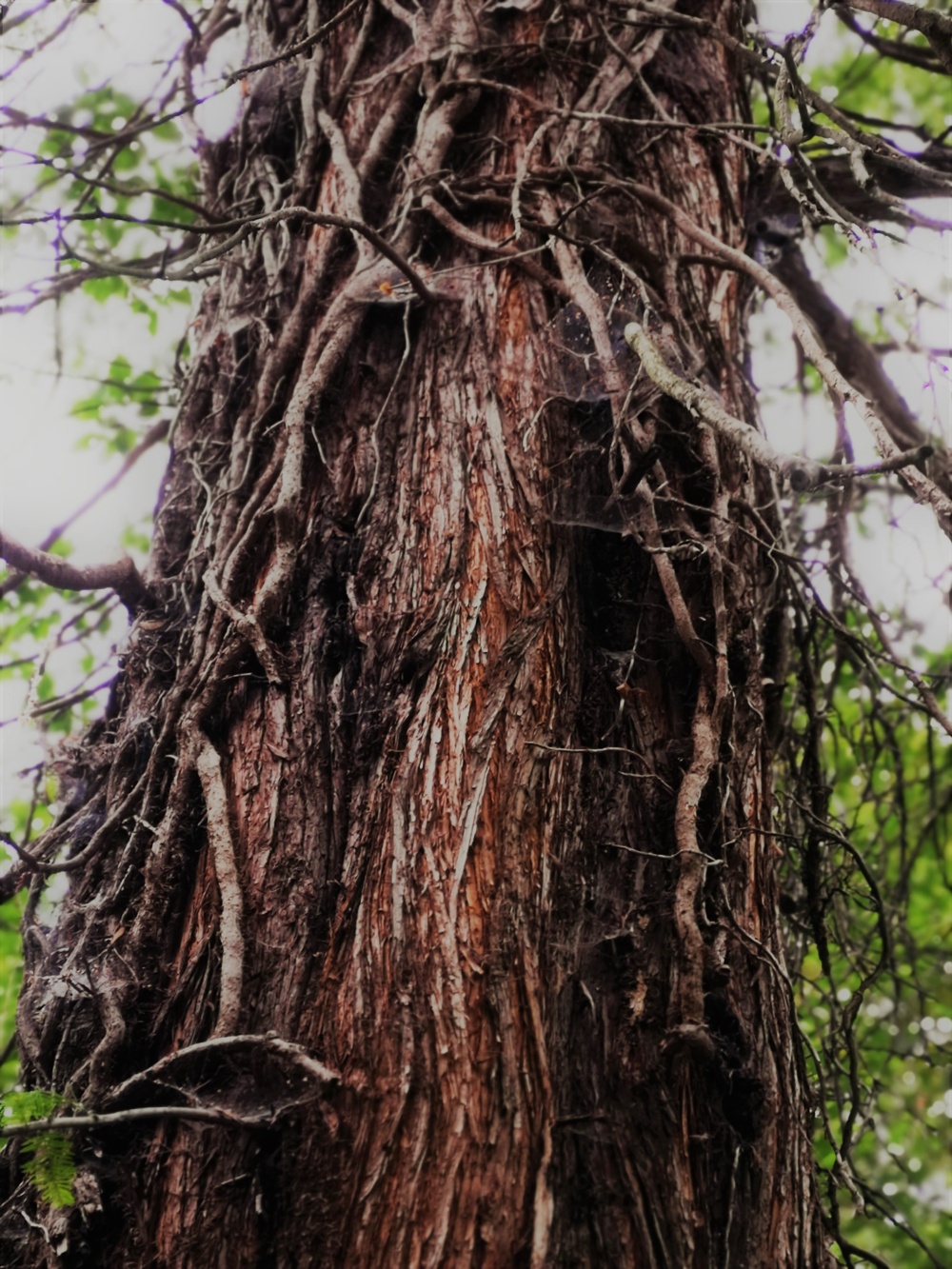 Pravěký strom – Zoo Praha, autor: Grzegorz Pytlowany, kategorie: Foceno mobilem – Příroda v Zoo Praha, ID: 637