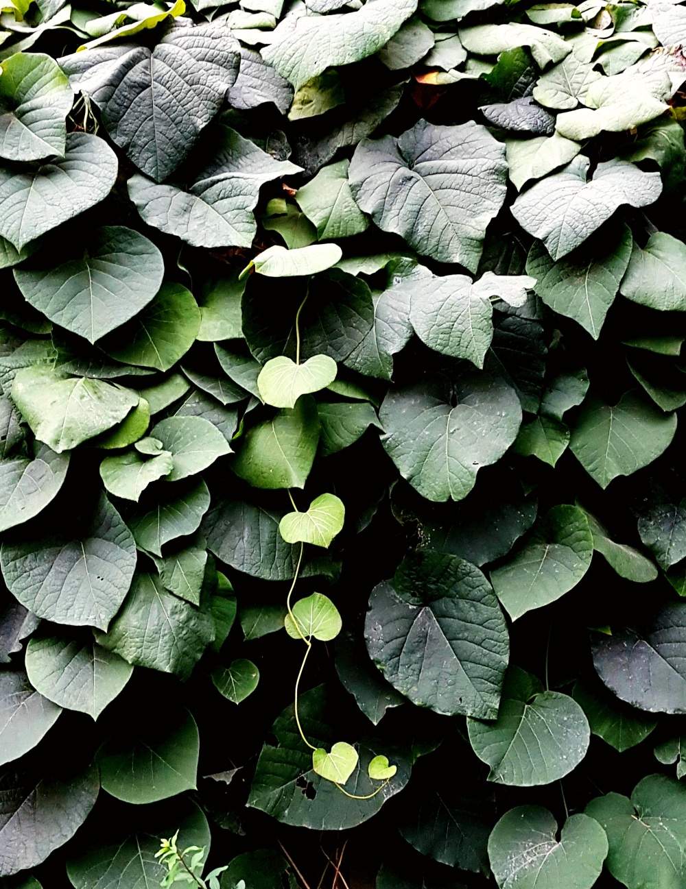 Listové slzy, autor: Martyna Pytlo, kategorie: Fotí děti – Příroda v Zoo Praha, ID: 647