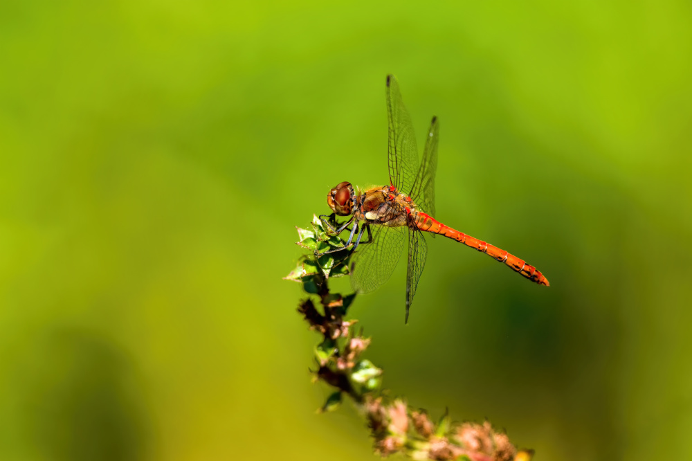 Vážka kontrolující teritorium, autor: Martin Šlais, kategorie: Fotí dospělí – Příroda v Zoo Praha, ID: 668