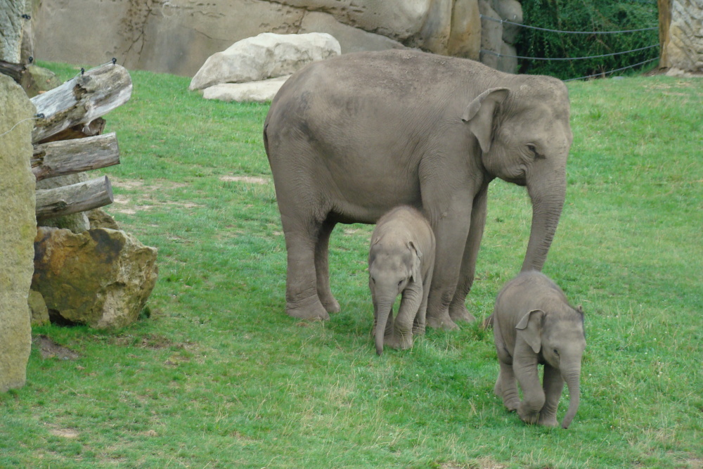 Princezny, autor: Johana Kradijan Seider, kategorie: Fotí děti – Sloní princezny, ID: 699