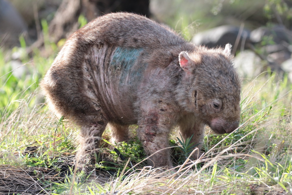 Divoký vombat obecný sužovaný svrabem. Označení modrou barvou je znamením pro lidi, že u zvířete už byla zahájena léčba. Foto: Wombat Rescue