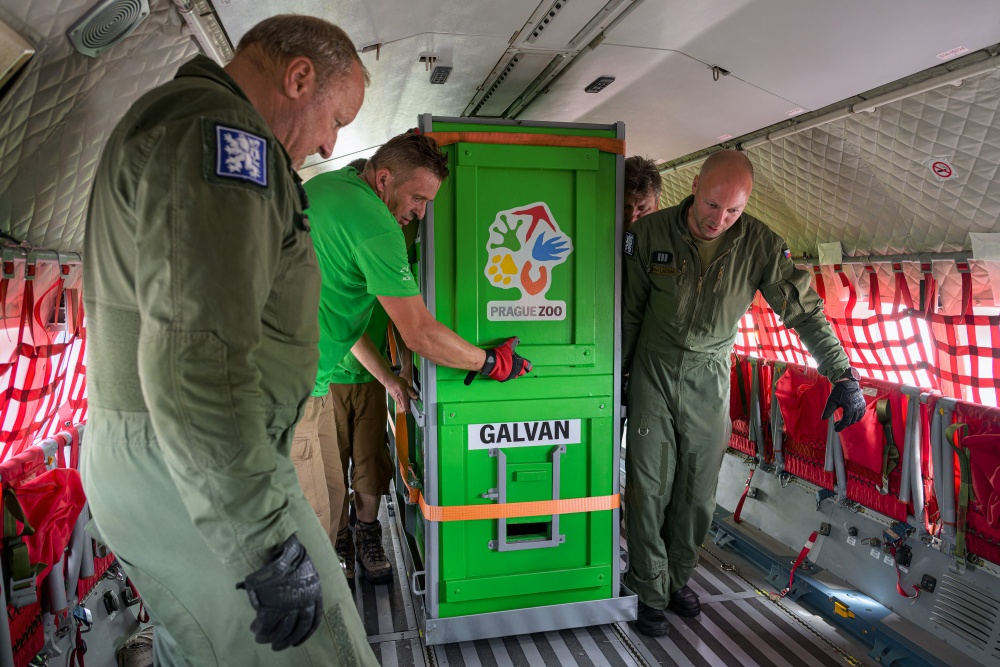 Galvan je nakonec jediným hřebcem, který je na cestě do země svých předků. Foto Petr Hamerník, Zoo Praha Galvan je nakonec jediným hřebcem, který je na cestě do země svých předků. Foto Petr Hamerník, Zoo Praha