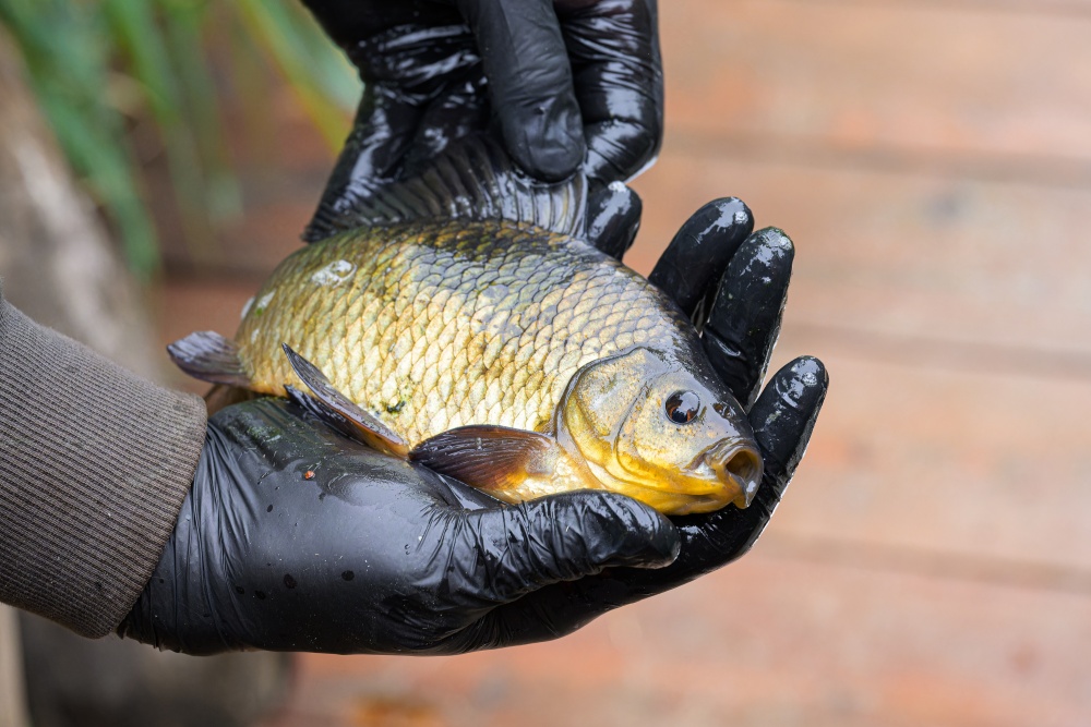 Dospělý karas obecný. Od svého největšího konkurenta, karase stříbřitého, se liší zbarvením i tvarem hřbetní ploutve. Od kapra obecného se dá dobře rozeznat podle absence vousků. Foto Petr Hamerník, Zoo Praha