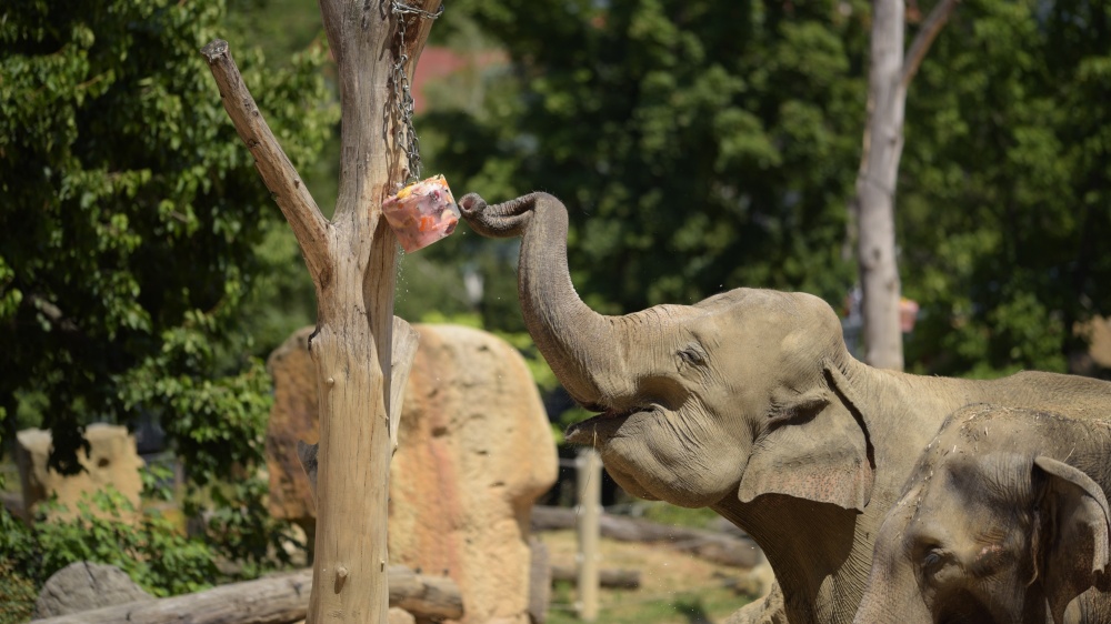 V horkých dnech si sloni v Zoo Praha pochutnávají na speciální ovocné zmrzlině. Návštěvníci je mohou vidět třeba v sobotu 8. srpna při oslavách Světového dne slonů. Foto: Petr Hamerník, Zoo Praha. 