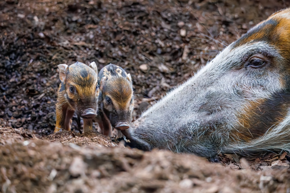 Malá „zlatá prasátka“ se v Zoo Praha narodila vůbec poprvé. Samice je porodila přímo v expozici a vzhledem k jejímu klidu ji chovatelé vůbec neruší a nechávají odchovu co nejpřirozenější průběh. Foto Monika Dolejšová, Zoo Praha Malá „zlatá prasátka“ se v Zoo Praha narodila vůbec poprvé. Samice je porodila přímo v expozici a vzhledem k jejímu klidu ji chovatelé vůbec neruší a nechávají odchovu co nejpřirozenější průběh. Foto Monika Dolejšová, Zoo Praha
