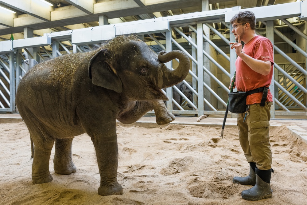 Zaměstnanci pražské zoo pomáhají podpořit chovatelská zařízení na Ukrajině nabídkou speciálních benefičních prohlídek. Stále je možné navštívit například slony s jejich vrchním chovatelem Martinem Kristenem – na snímku při veterinárním tréninku sloní samičky Lakuny. Foto Petr Hamerník, Zoo Praha Zaměstnanci pražské zoo pomáhají podpořit chovatelská zařízení na Ukrajině nabídkou speciálních benefičních prohlídek. Stále je možné navštívit například slony s jejich vrchním chovatelem Martinem Kristenem – na snímku při veterinárním tréninku sloní samičky Lakuny. Foto Petr Hamerník, Zoo Praha