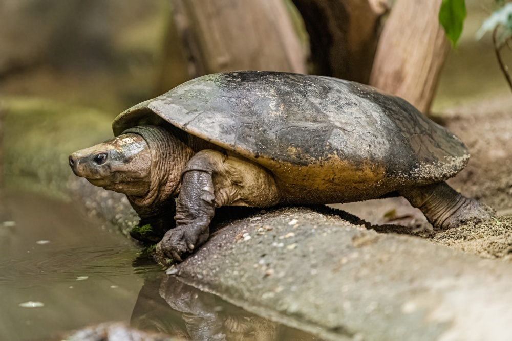 Dospělá orlicie bornejská v Zoo Praha. Foto Petr Hamerník, Zoo Praha