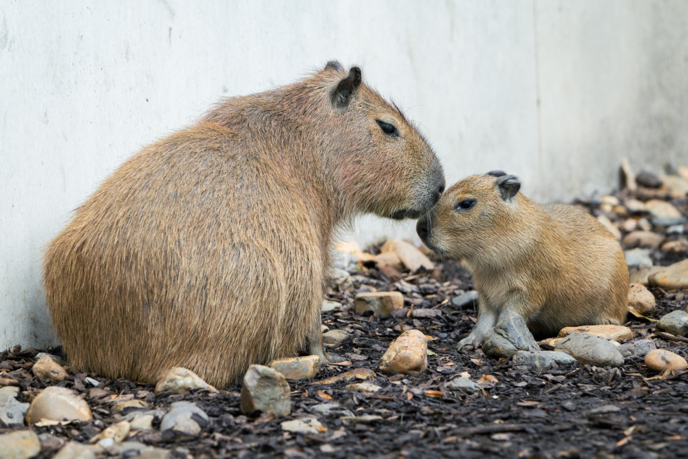 Kapybary připomínají svým vzezřením obrovská morčata. Návštěvníci Zoo Praha je zde mohou spatřit od listopadu 2023, čemuž předcházela desetiletá pauza v chovu. Foto Petr Hamerník, Zoo Praha