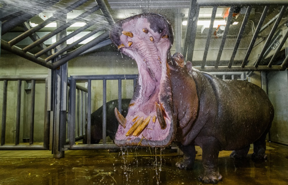Hroši mohou mít až 40 zubů, největší jsou spodní špičáky, které v přírodě využívají k soubojům i ochraně. Foto: Petr Hamerník, Zoo Praha.