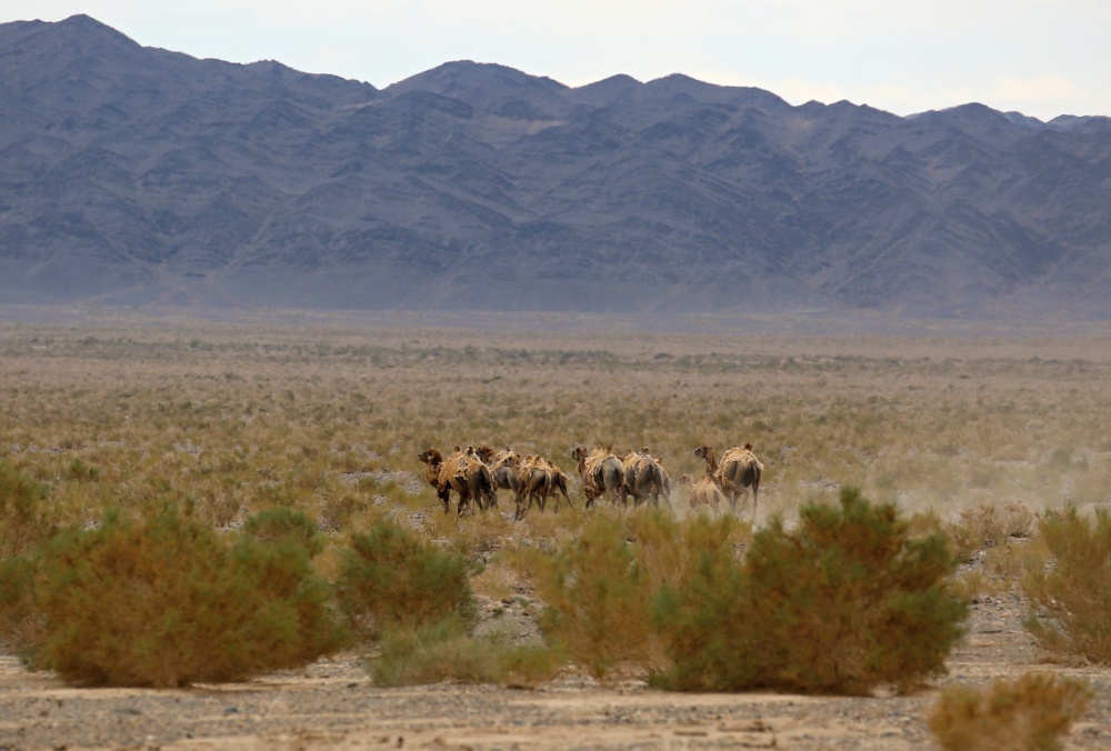 Volně žijící stádo v Gobi A. Foto: Miroslav Bobek, Zoo Praha