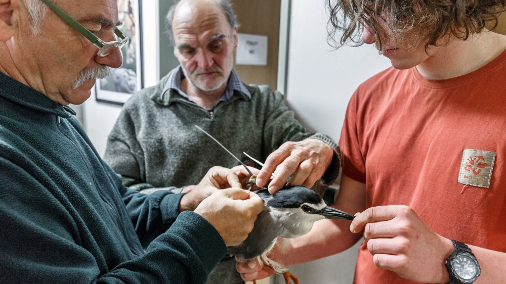 Luboš Peške, Karel Pithart a Pavel Kovařík označují jednoho z kvakošů satelitním vysílačem. Vysílače váží 22g a ptákům se na tělo připoutají jako miniaturní batůžek textilními popruhy s teflonovým povrchem, který snižuje tření. Při sledování se pracuje primárně s daty GPS a jen v případě, že nejsou tyto údaje dostupné, vyhodnocuje se pozice ptáků na principu Dopplerova jevu. Foto: Miroslav Bobek, Zoo Praha