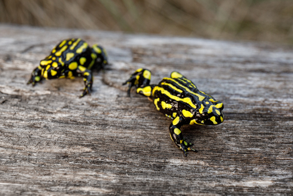 Z řady ohrožených druhů, které Zoo Praha v australské oblasti pomáhá chránit, můžeme jmenovat například vakoplcha trpasličího (Burramys parvus) či paropuchu corroboree (Pseudophryne corroboree; na snímku). Foto: Miroslav Bobek