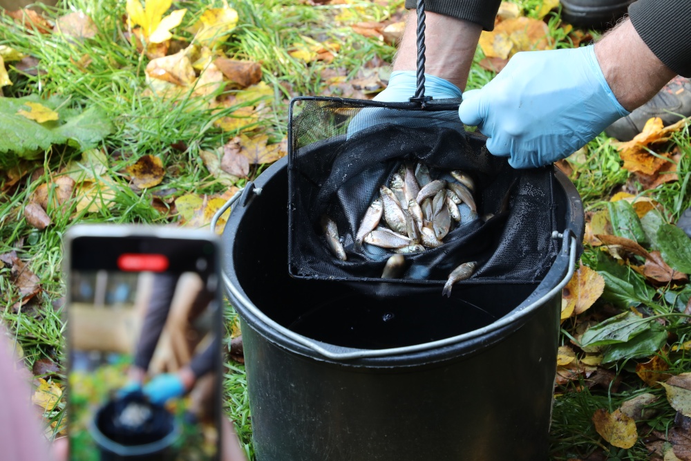 Malí karasi obecní před vypuštěním do rybníka U Kamenného stolu v pražské Vinoři. Foto: Miroslav Bobek, Zoo Praha