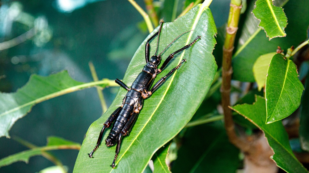 Strašilka humří, foto: Miroslav Bobek, Zoo Praha