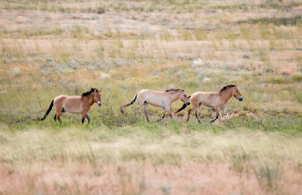 Foto: Miroslav Bobek 