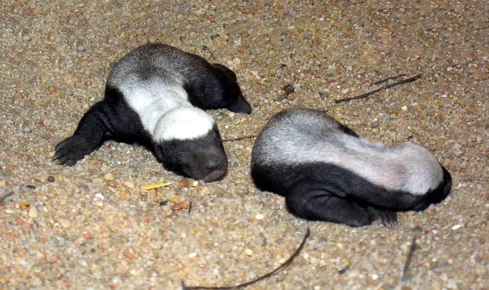 Foto: Archiv Zoo Praha