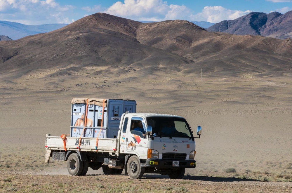 Po přistání následuje náročný mnohahodinový převoz koní na korbách nákladních automobilů až do cílové destinace. Foto: Archiv Zoo Praha