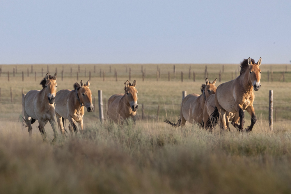 Foto: Miroslav Bobek, Zoo Praha