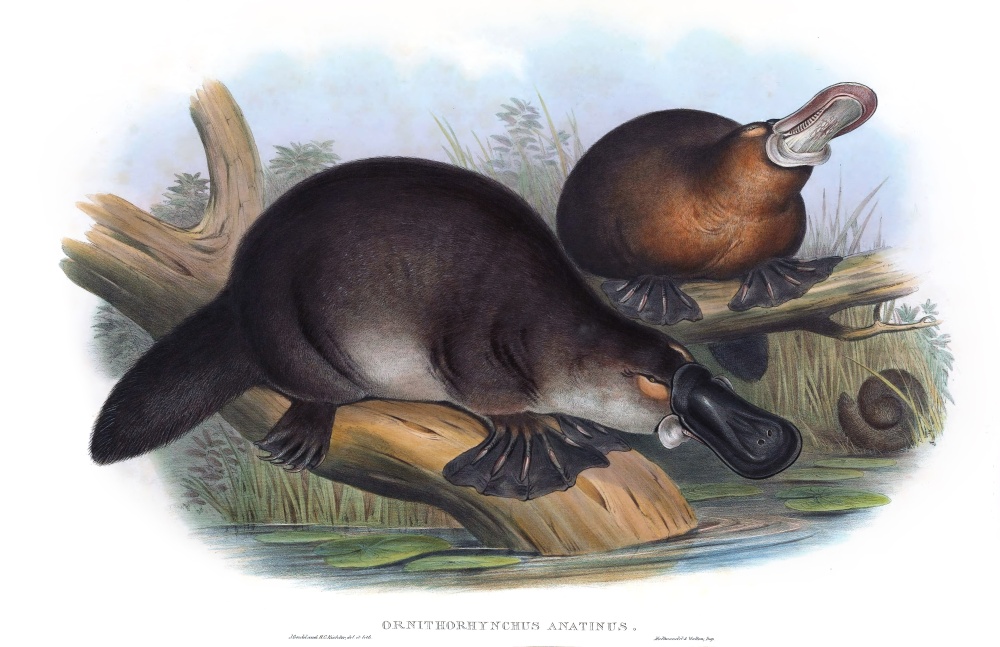 Historická ilustrace ptakopyska z publikace Johna Goulda The Mammals of Australia z roku 1863. Ilustrace: John Gould / Henry Constantine Richter. Zdroj: Wikimedia Commons, public domain