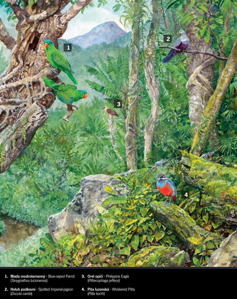 Ilustrace: Pavel Procházka