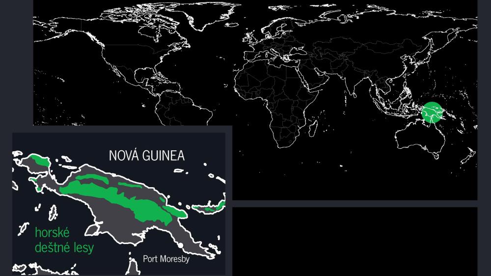 Horský deštný les Nové Guineje